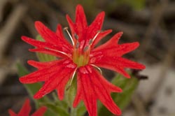 silene laciniata ssp californica thumbnail graphic